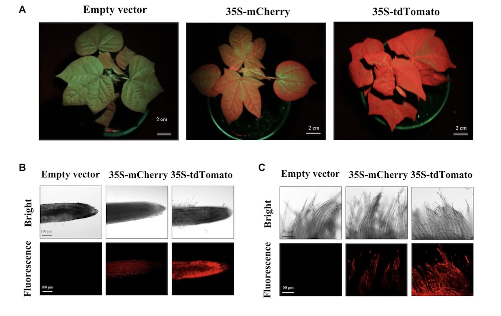 Optimizing the Protein Fluorescence Reporting System for Somatic Embryogenesis Regeneration Screening and Visual Labeling of Functional Genes in Cotton