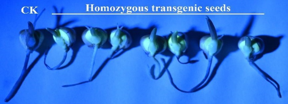 fluorescence of transgenic seeds