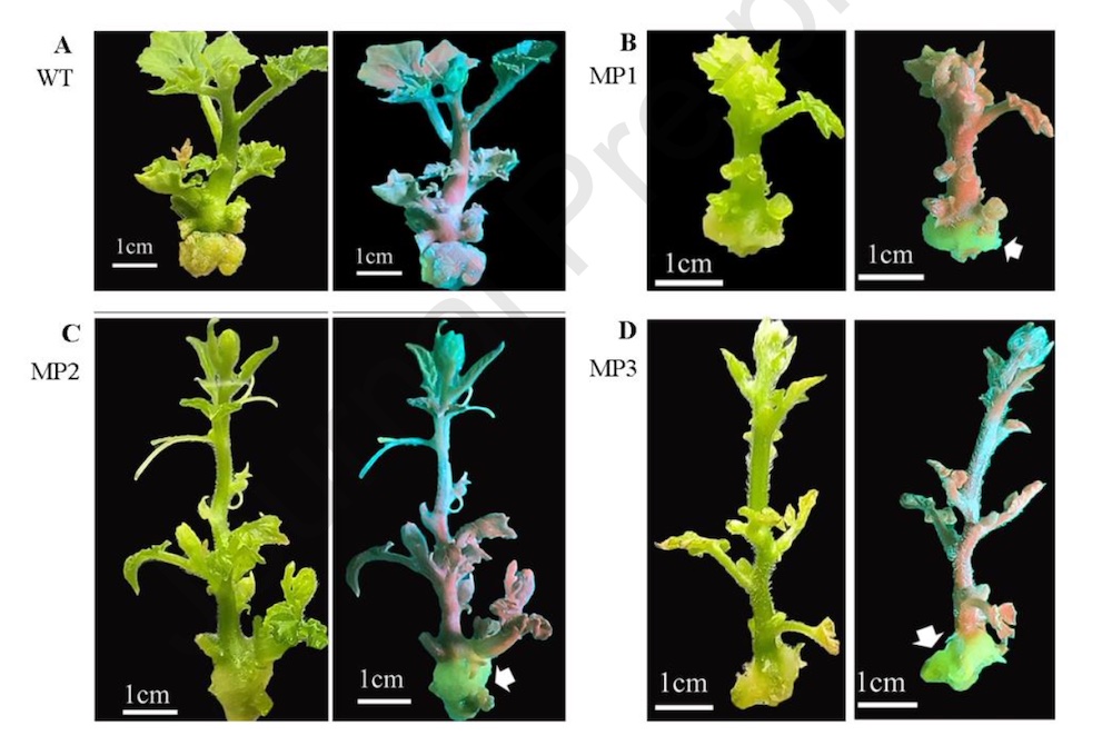 Streamlined Agrobacterium rhizogenes-Mediated Hairy Root Transformation for Efficient CRISPR/Cas9-Based Gene Editing Evaluation in Diverse Citrullus Varieties