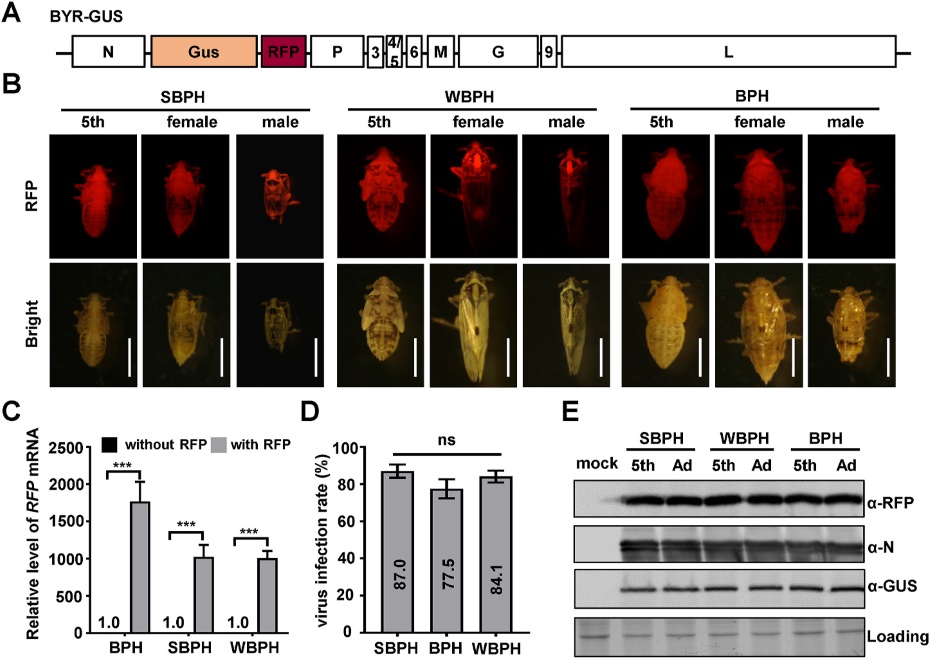 rfp expression under fluorescent protein lamp LUYOR-3415RG