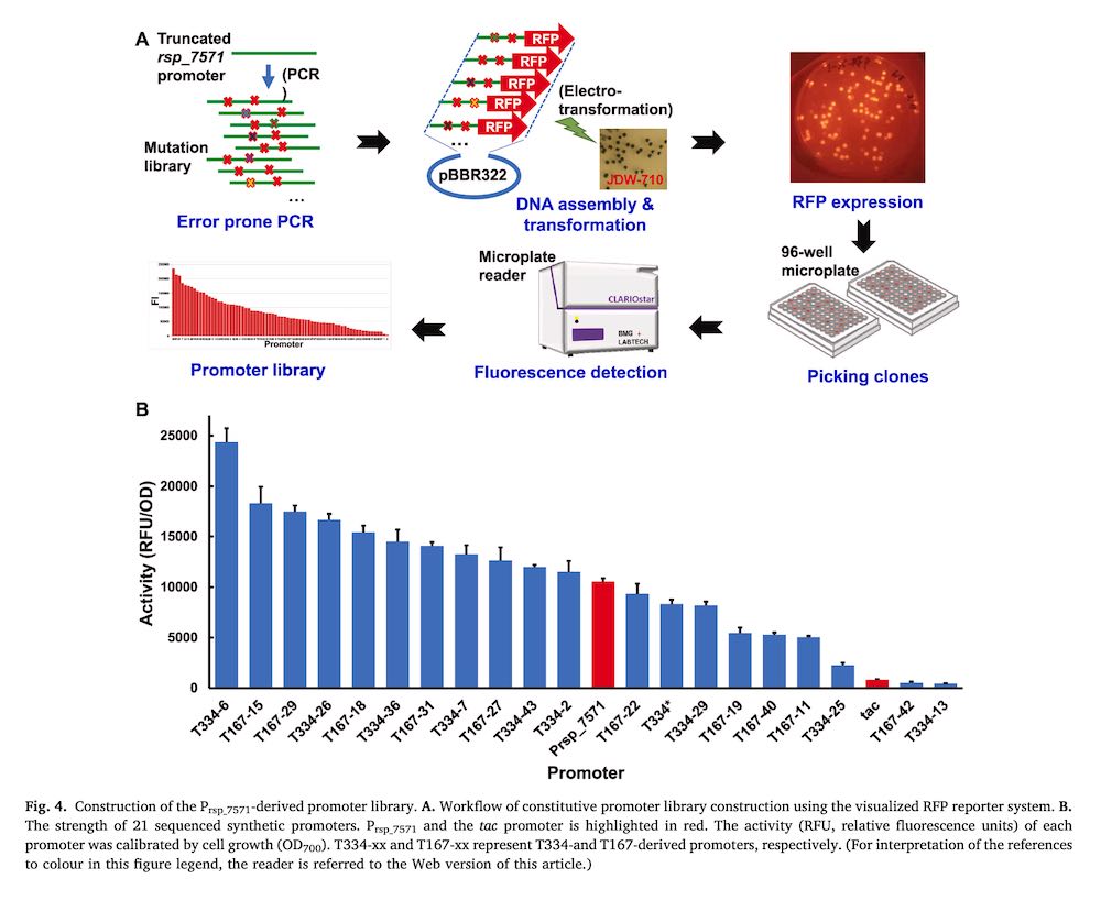 Screening and engineering of high-activity promoter elements through transcriptomics and red fluorescent protein visualization in Rhodobacter sphaeroides