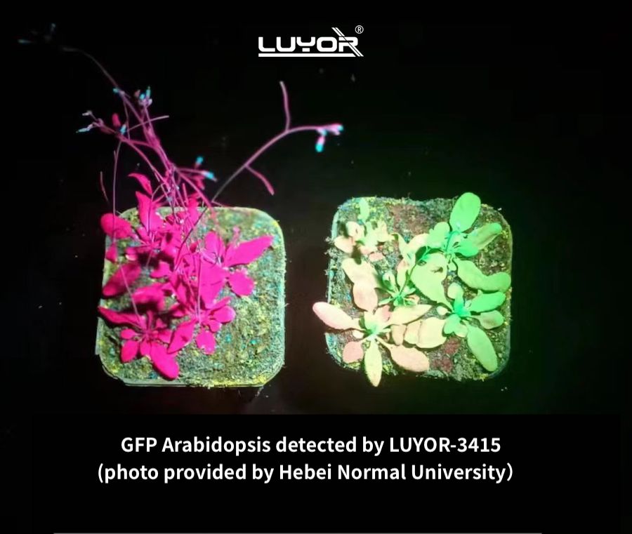 GFP expression in Arabidopsis detected by LUYOR-3415RG Dual Fluorescent Protein Lamp