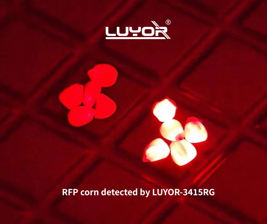 RFP corn detected by LUYOR-3415RG Dual Fluorescent Protein Lamp