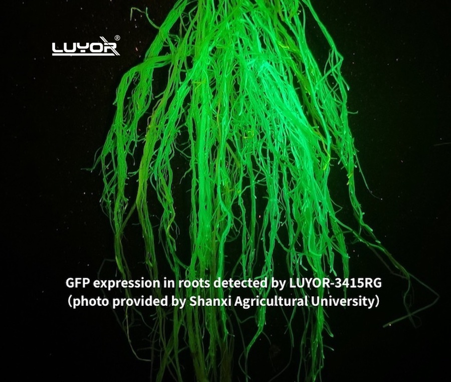 GFP roots.jpg