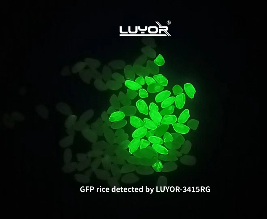 GFP rice detected by LUYOR-3415RG Dual Fluorescent Protein Lamp