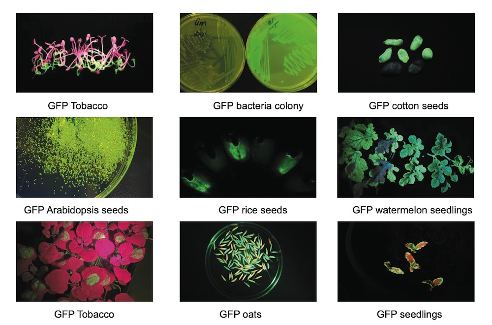 LUYOR Fluorescent Protein Excitation Light Sources Applications