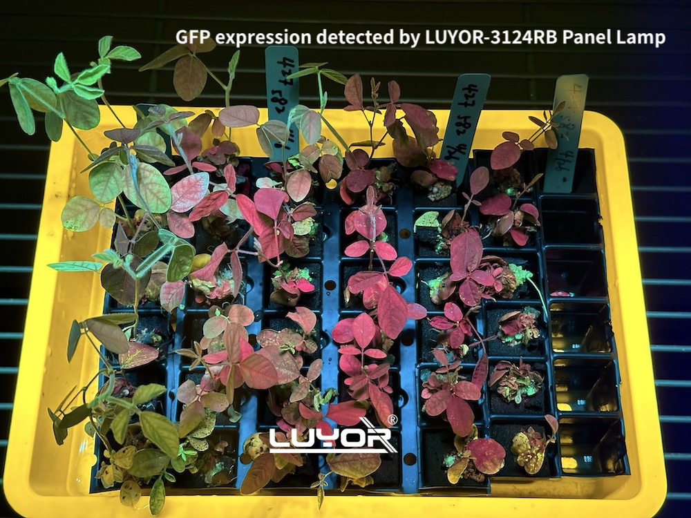 GFP expression in trays of plants detected by LUYOR-3124RB Panel Flood Lamp