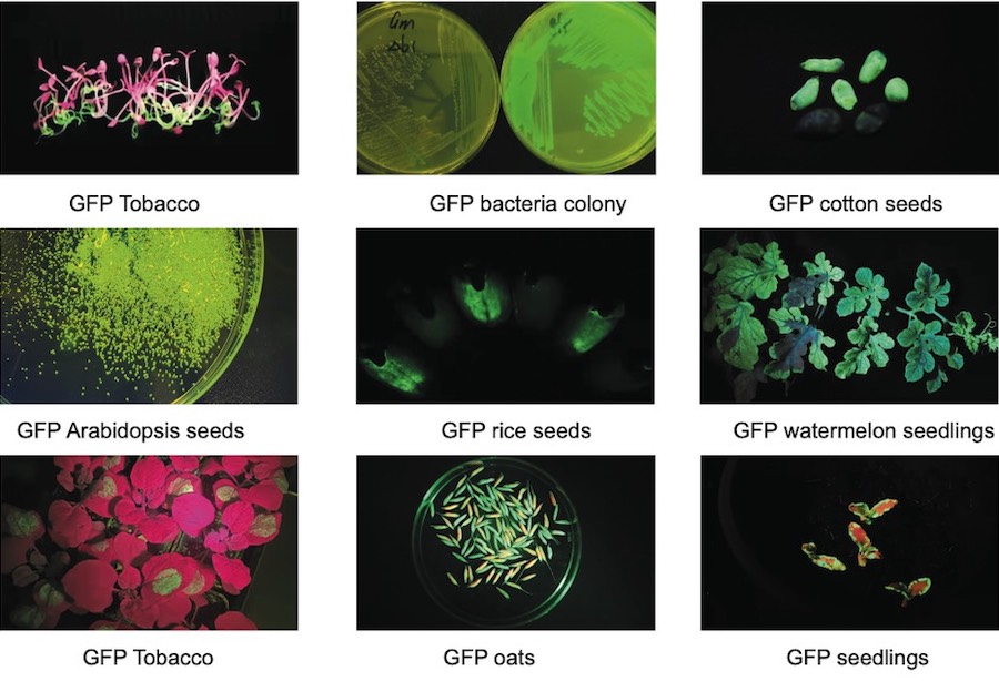 LUYOR fluorescent protein lamp applications