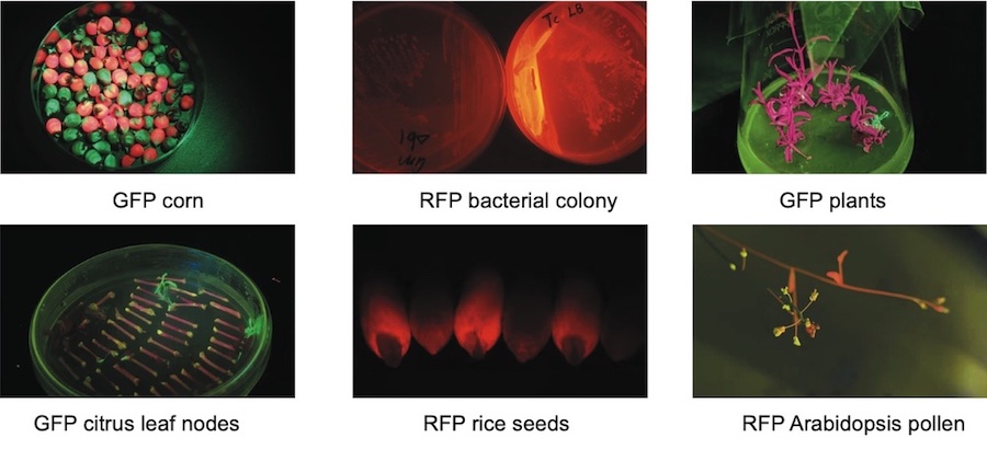 LUYOR fluorescent protein lamp applications