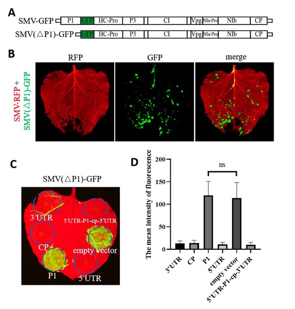GFP expression in leaves captured by fluorescent protein lamp LUYOR-3415RG