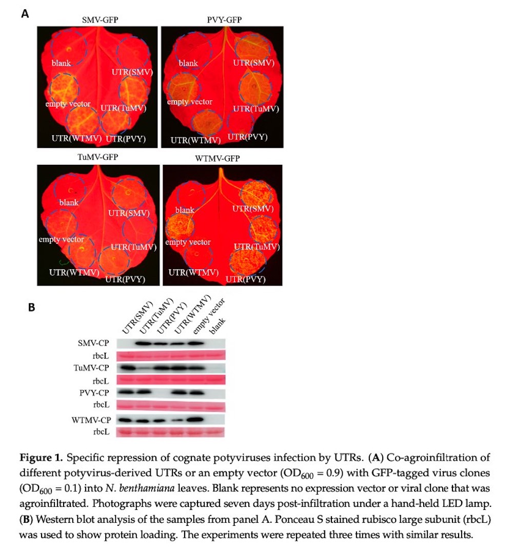 GFP expression in leaves captured by fluorescent protein lamp LUYOR-3415RG