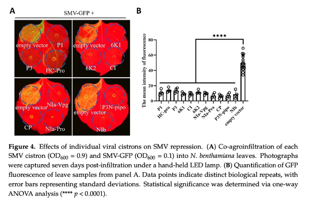 GFP expression in leaves captured by fluorescent protein lamp LUYOR-3415RG