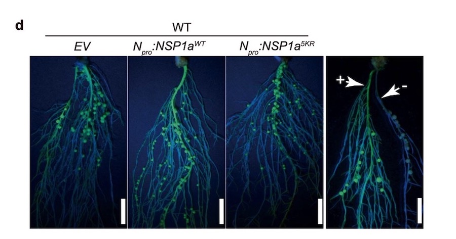 transgenic roots with GFP fluorescence